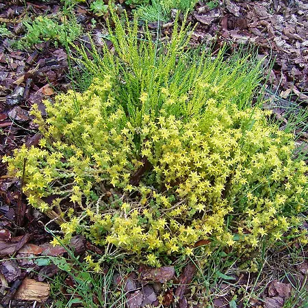 Ferienbungalow Daniela *